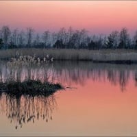 Dawn on a Swamp