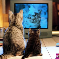 Our favorite show