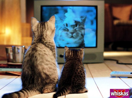 Our favorite show - kitten, show, room, television, watching, cat