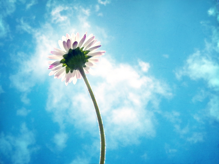 Daisy - clouds, sunny, daisy, beauty, flower, plant, nature, day, sun, sky