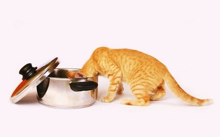 What's for lunch - pot, hungry, searching, striped, golden, cat