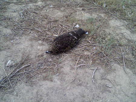 shahyab caught Eagle - eagle, shahyab 2, 1