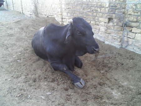 daily form - shahyab 2, bull, 1