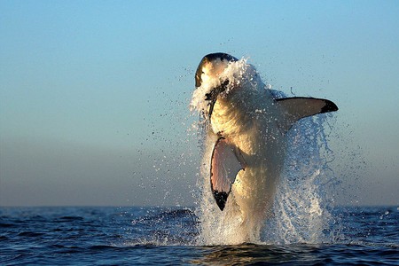 Killer Whale - killer whale, picture, cool