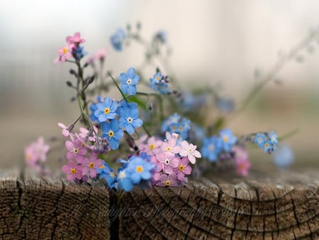 blue memory - forgetmenot, pink, blue, wood