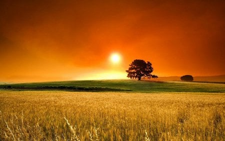 Golden field - sunset, evening, field, tree, sun