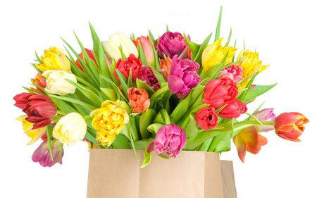 Varied tulips - nature, tulip, bouquet, bag, flower