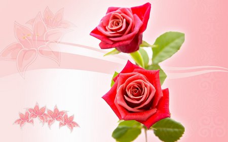 Amazing red  roses - roses, pink, red