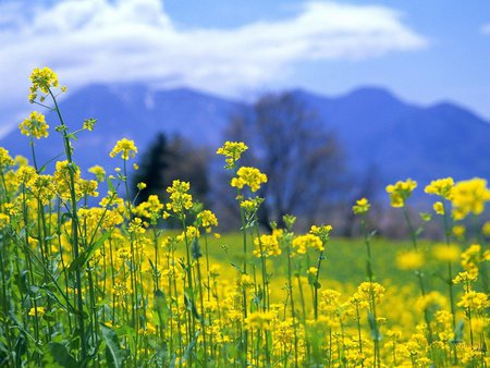 Yellow field - flowers, yellow, clouds