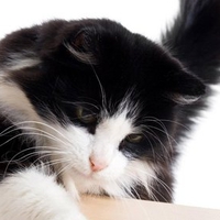 Cute cat