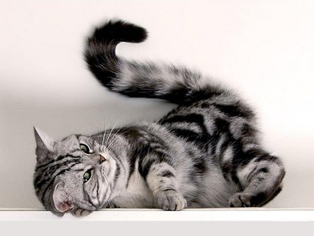 Cute tabby - tabby, cute, cat, kitten