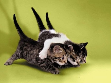 Playing - embrace, cute, playmate, kitten