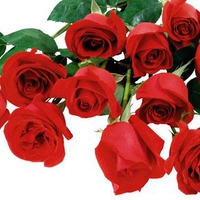 9 red roses