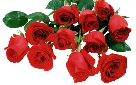 9 red roses - flowers, roses, red