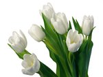 7 white tulips