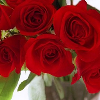 Big red roses