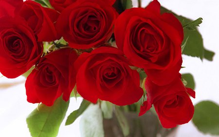 Big red roses - flowers, red, roses