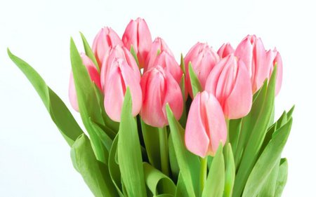 Pink tulips - tulip, flower