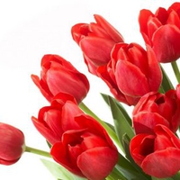 Red tulips