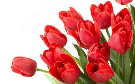 Red tulips - flower, tulips