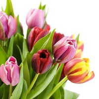 Pretty tulips