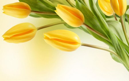 5 yellow tulips - flowers, tulips