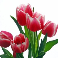 5 red tulips