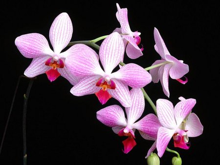 Precious orchid - black, orchid