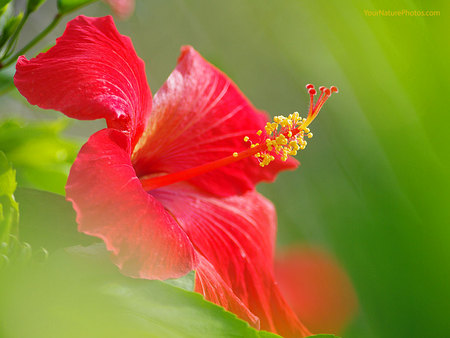 Delicate red - red, flower, delicate, hibiscus, single