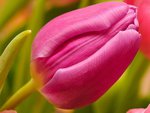 Pink tulip on green