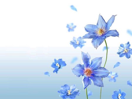 Blue flowers - flowers, petals, blue