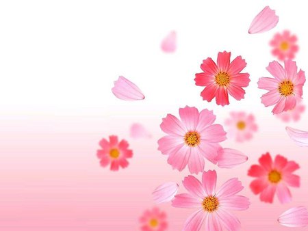 Pink flowers - flower, petals, pink