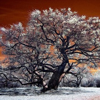 Tree Turning Gray