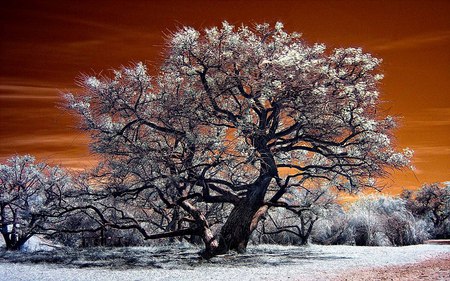 Tree Turning Gray - beauty, nature, tree, sky