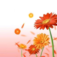 Orange gerbera