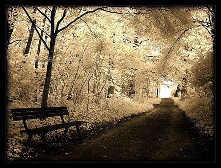 Empty - abstract, art, forest, 3d, sunset, bench