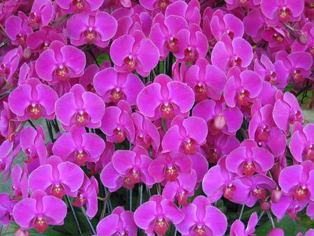 Pink flowers - green, field, flowers, pink