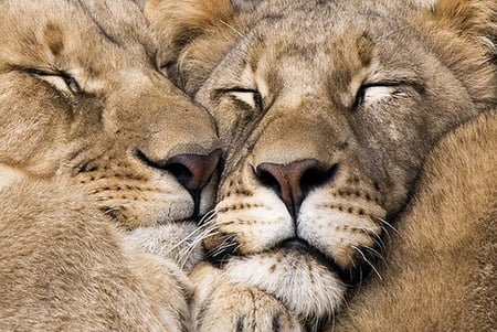 lions-sleeping