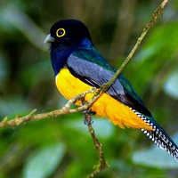 Bright bird of South America