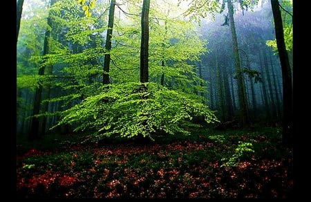 Green beauty  - forest, bright, flowers, tree, green