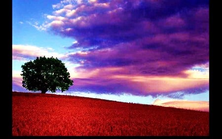 Blanket of red - red, sky, blanket, clouds, flowers, tree