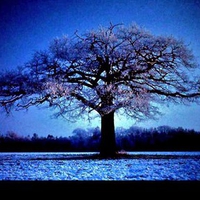 Branches in blue