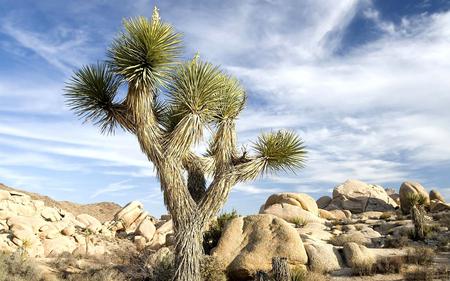 Desert 21 - desert, tree, rocks, sky