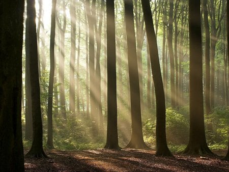 royal forest of dean - nature, forests