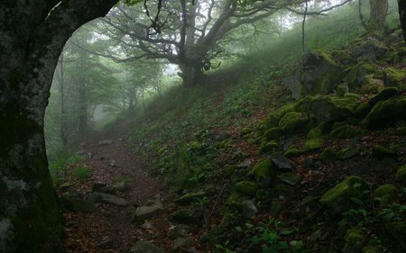 Sherwood forest - forest, nature, sherwood