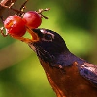 Robin in Spring