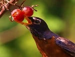 Robin in Spring