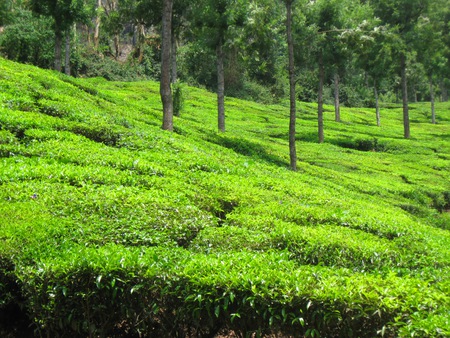 Green - greenery, tea estate, scenery, south india, india, forest, ooty, nature, green, field