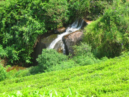 Falls - india, falls, ooty, greenery, tea estate, field, nature, forest, scenery, green, south india