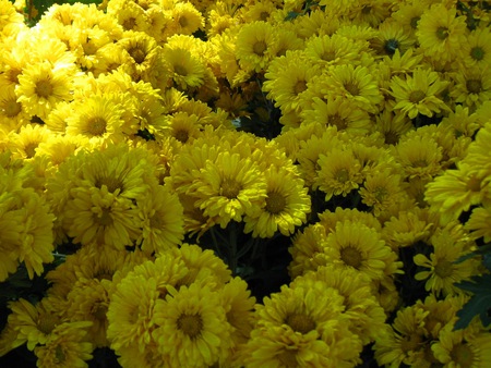 Yellow Flowers - india, ooty, greenery, field, flower show, nature, scenery, south india, flower